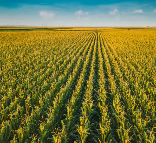 Corn field seen by side. Corn is looking healthy, and the crops are aligned in a satisfying way.
