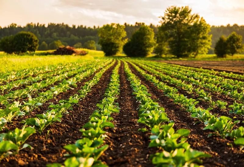 Fyteko is bringing innovative solutions in agriculture and contributing to a more sustainable future. View of a sunny field with a small soybean plantation and a forest background.